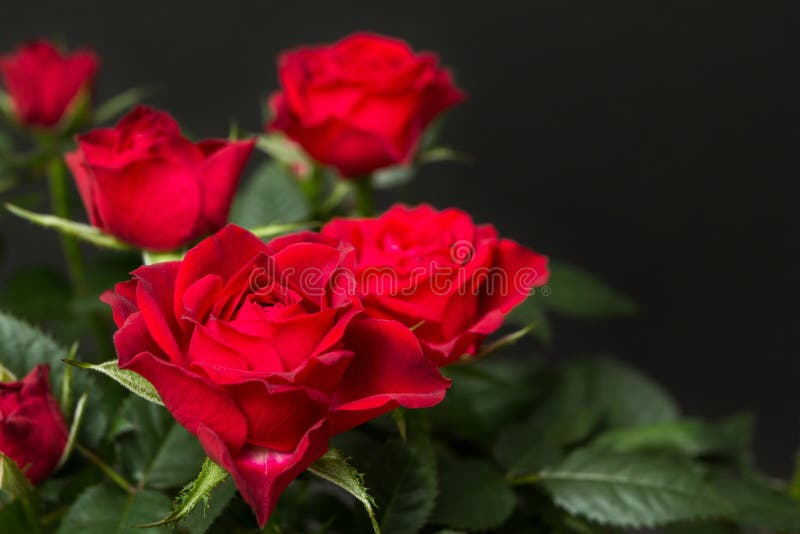 Mazzo delle rose rosse su un fondo nero immagini stock Mazzo delle rose rosse su un fondo nero immagini stock