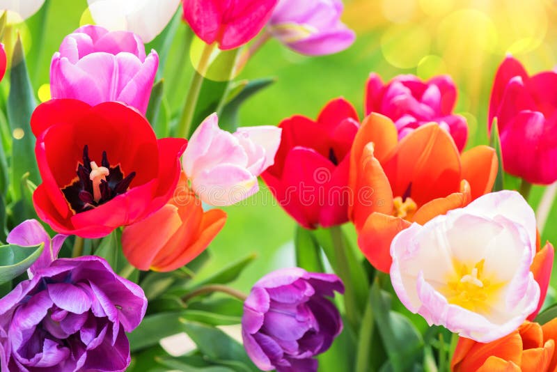 Mazzo di bei tulipani multicolori immagine stock Mazzo di bei tulipani multicolori immagine stock