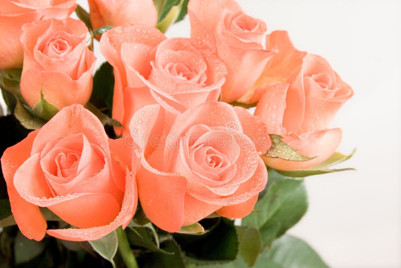 Mazzo di fiori di rosa isolati immagini stock Mazzo di fiori di rosa isolati immagini stock