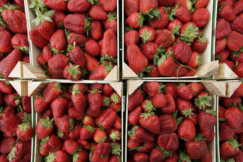 Mazzo di fragole immagine stock Mazzo di fragole immagine stock