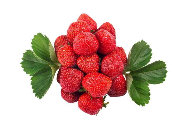 mazzo di fragole con le foglie isolate su fondo bianco fotografie stock libere da diritti mazzo di fragole con le foglie isolate su fondo bianco fotografie stock libere da diritti