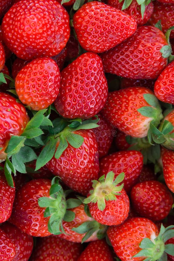 Mazzo di fragole organiche di recente selezionate mature con le foglie verdi al mercato degli agricoltori Colori vivi vibranti Ra fotografia stock Mazzo di fragole organiche di recente selezionate mature con le foglie verdi al mercato degli agricoltori Colori vivi vibranti Ra fotografia stock