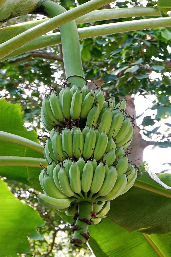 Mazzo di giovani banane verdi fotografie stock libere da diritti Mazzo di giovani banane verdi fotografie stock libere da diritti