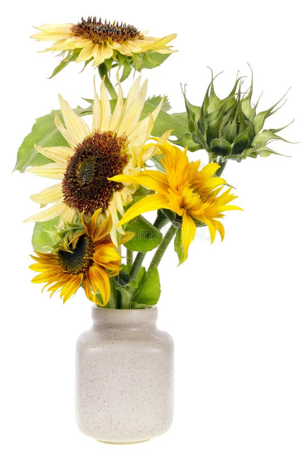 Mazzo di Minimalistic - mini girasoli gialli fotografia stock Mazzo di Minimalistic - mini girasoli gialli fotografia stock