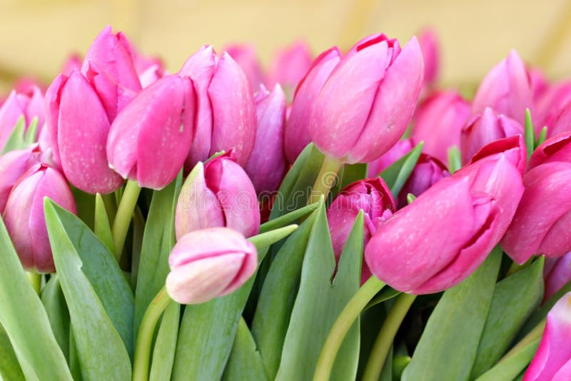 Mazzo di tulipani dentellare immagini stock libere da diritti Mazzo di tulipani dentellare immagini stock libere da diritti