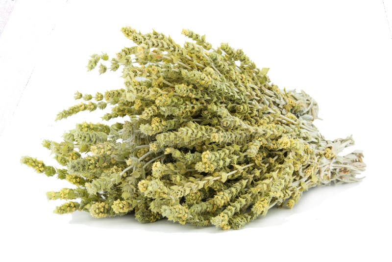 Mazzo di tè di montagna Malotira isolato su fondo bianco Erbe greche immagine stock Mazzo di tè di montagna Malotira isolato su fondo bianco Erbe greche immagine stock