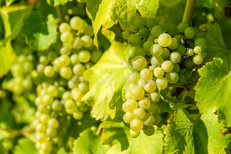 Mazzo fresco dell'uva bianca di Riesling che pende dalla vite nella vinificazione immagini stock libere da diritti Mazzo fresco dell'uva bianca di Riesling che pende dalla vite nella vinificazione immagini stock libere da diritti