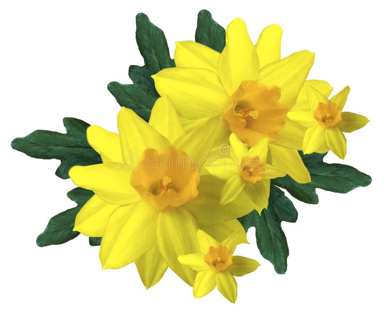 Mazzo giallo dei narcisi su un fondo bianco isolato Acquerello dei fiori Nessun ombre immagini stock Mazzo giallo dei narcisi su un fondo bianco isolato Acquerello dei fiori Nessun ombre immagini stock