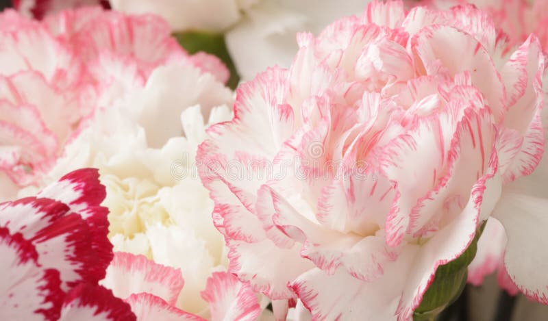 Mazzo rosa del fiore del garofano immagine stock libera da diritti Mazzo rosa del fiore del garofano immagine stock libera da diritti