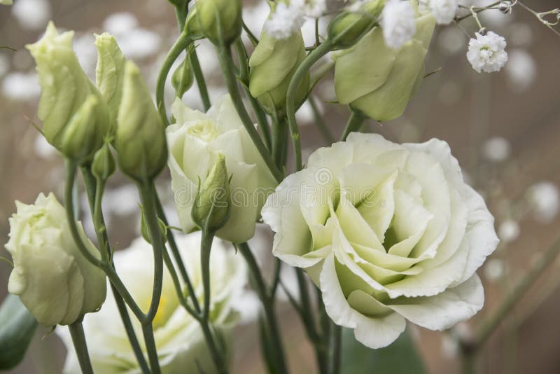 Mazzo sveglio della rosa del cinese di Eustom dei fiori fotografie stock libere da diritti Mazzo sveglio della rosa del cinese di Eustom dei fiori fotografie stock libere da diritti