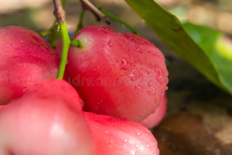 Maçã cor-de-rosa vermelha que é limpada com água e tem gotas de água, lugar na tabela de madeira imagens de stock royalty free Maçã cor-de-rosa vermelha que é limpada com água e tem gotas de água, lugar na tabela de madeira imagens de stock royalty free