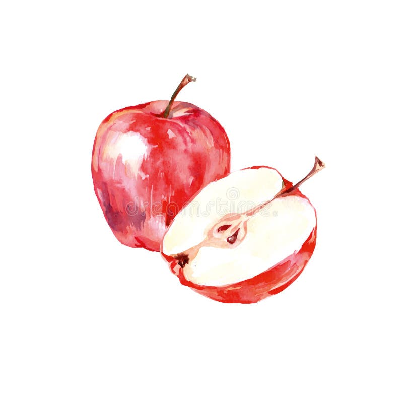 Maçã vermelha tirada mão da aquarela Ilustração natural isolada do fruto do alimento do eco no fundo branco Vetor ilustração do vetor Maçã vermelha tirada mão da aquarela Ilustração natural isolada do fruto do alimento do eco no fundo branco Vetor ilustração do vetor