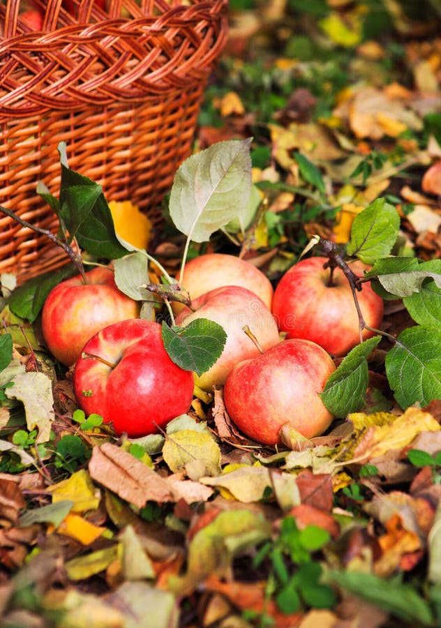 Maçãs bonitas vermelhas imagens de stock royalty free