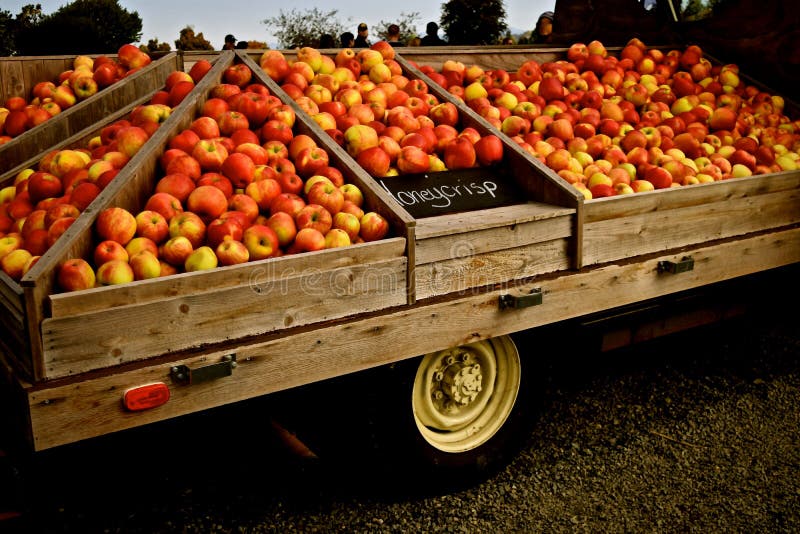 Honey crisp apples just harvested at a Snohomish farm in Washington state during the Fall season. Large crispy and delicious, not to mention healthy and organic. Honey crisp apples just harvested at a Snohomish farm in Washington state during the Fall season. Large crispy and delicious, not to mention healthy and organic.