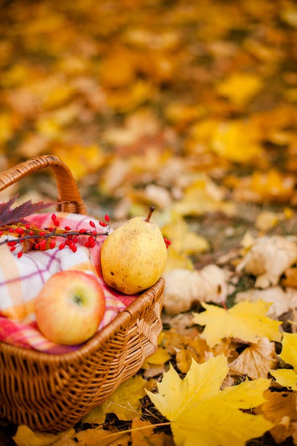 Maçãs e ervilhas vermelhas e amarelas no outono da cesta no jardim rural imagem de stock royalty free