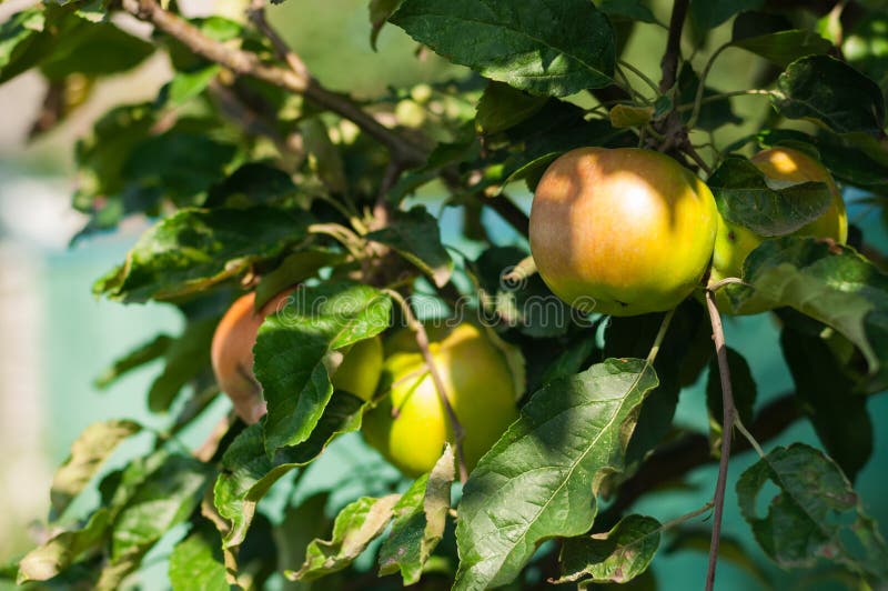 Maçãs e folhas bonitas fotografia de stock royalty free