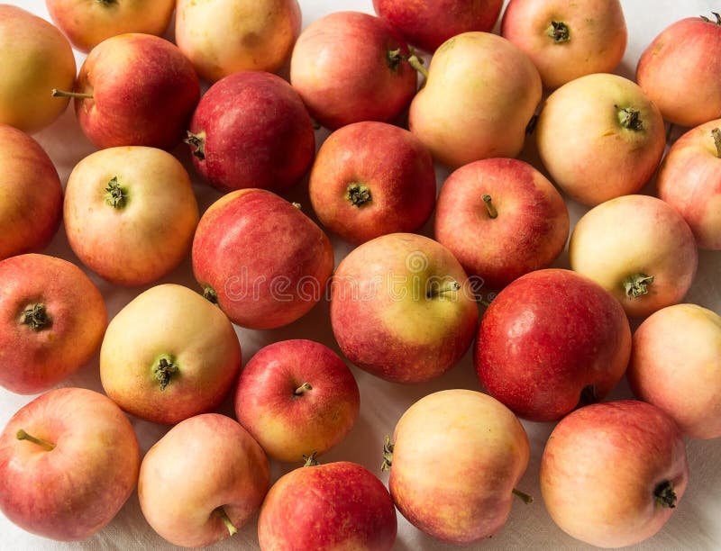 Maçãs vermelhas, maduras e bonitas Muito foto de stock