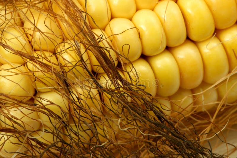 Maíz indio imagen de archivo. Imagen de amarillento, detallado 1388249