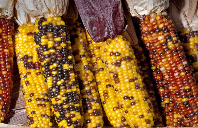 Maíz Indio Que Pone En Una Pila Foto de archivo Imagen de mazorca