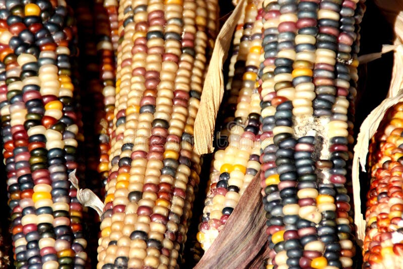 Maíz Indio, Flint Corn, Zea Mayos Var Indurata Imagen de archivo