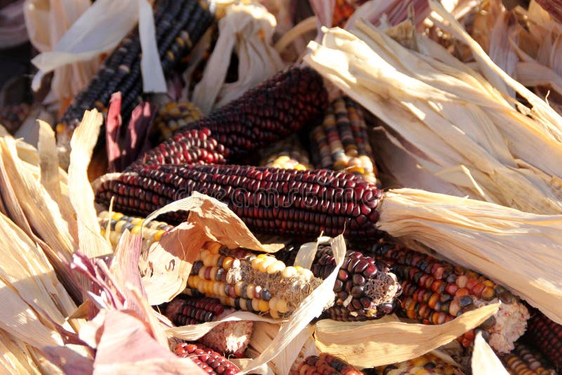 Maíz Indio, Flint Corn, Zea Mayos Var Indurata Foto de archivo Imagen
