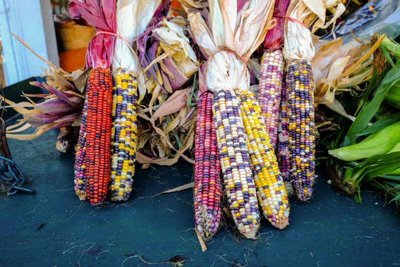 imágenes comunes del Maíz Indio Multicolor los derechos de la