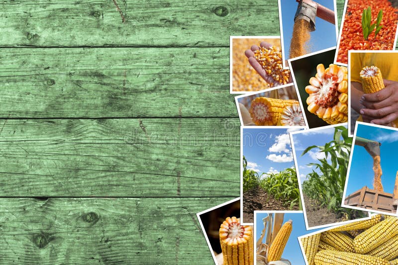 Maíz que cultiva en collage de la foto de la agricultura con el espacio de la copia foto de archivo Maíz que cultiva en collage de la foto de la agricultura con el espacio de la copia foto de archivo