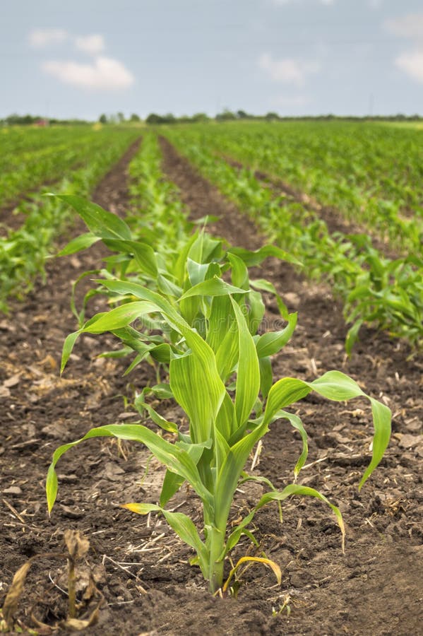 Maíz verde joven en campo agrícola en primavera temprana imagenes de archivo Maíz verde joven en campo agrícola en primavera temprana imagenes de archivo