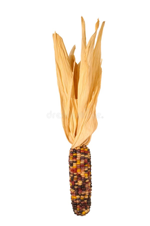 Indiase mais geïsoleerd op wit royalty-vrije stock foto's