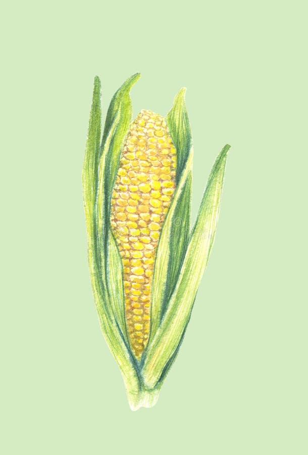 Sweet corn cob with leaves. isolated on light background. Watercolor painting. Hand drawn illustration. Realistic botanical art. Sweet corn cob with leaves. isolated on light background. Watercolor painting. Hand drawn illustration. Realistic botanical art.