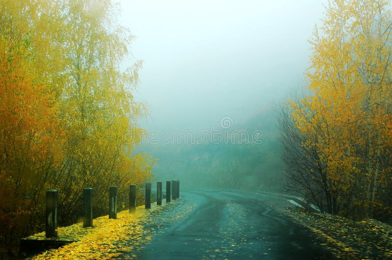 A road in between the yellow trees in a foggy autumn morning. A road in between the yellow trees in a foggy autumn morning