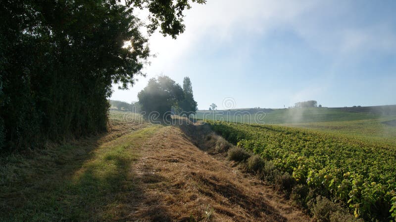 Mañana de niebla en el canal de la pista de la mañana de la salida del sol el campo de girasoles Miradoux, Lectoure Al sur de Frn foto de archivo libre de regalías Mañana de niebla en el canal de la pista de la mañana de la salida del sol el campo de girasoles Miradoux, Lectoure Al sur de Frn foto de archivo libre de regalías