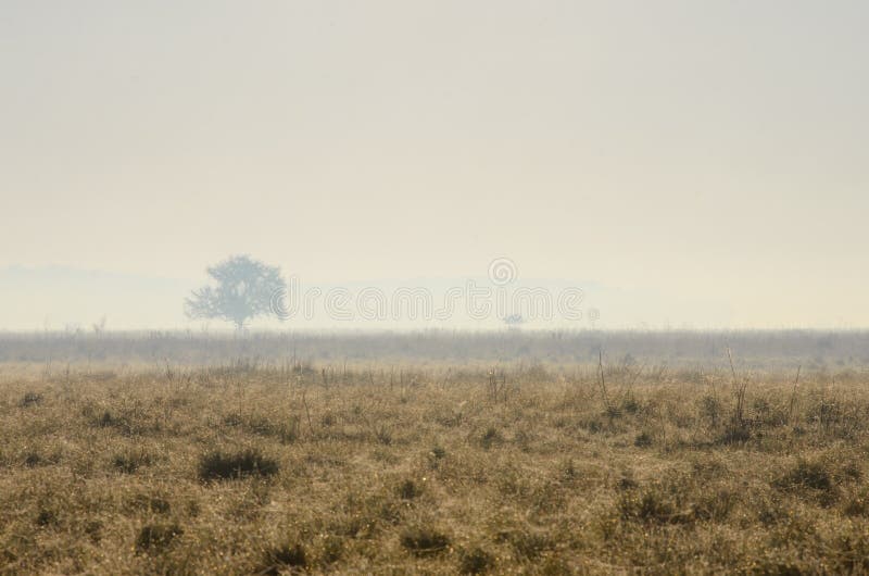 Mañana nebulosa en el parque nacional de Hortobagy, Hungría fotos de archivo Mañana nebulosa en el parque nacional de Hortobagy, Hungría fotos de archivo