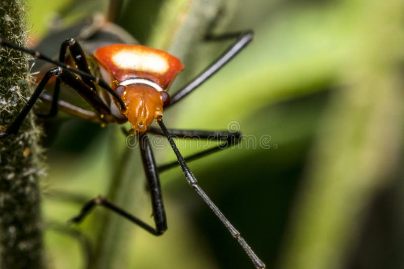 Mała czerwona dysdercus hemiptera pluskwa zdjęcia stock Mała czerwona dysdercus hemiptera pluskwa zdjęcia stock
