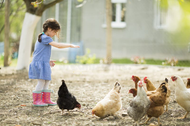 Mała dziewczynka żywieniowi kurczaki