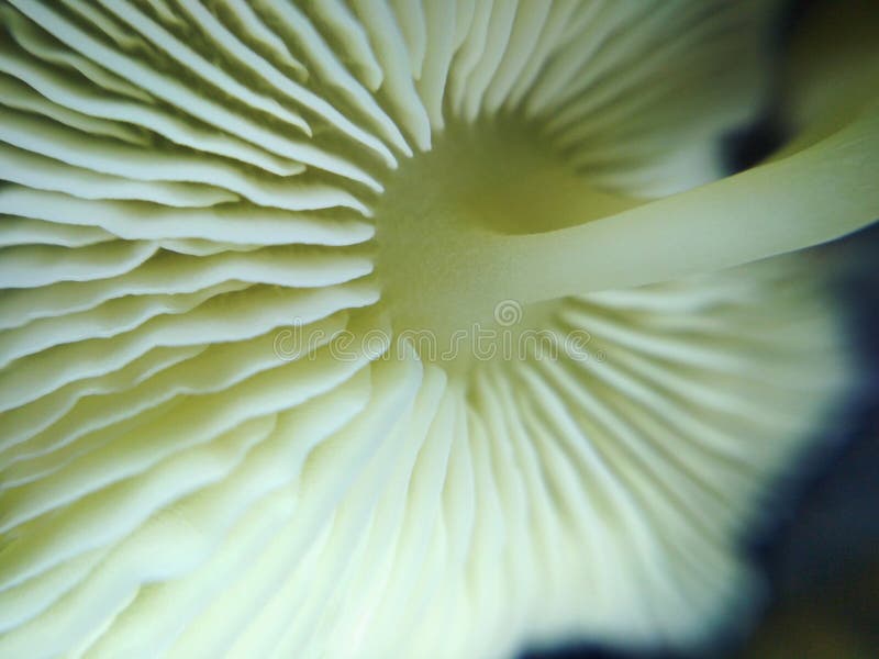 Mała grzybkowata roślina leśna natura makro zdjęcie