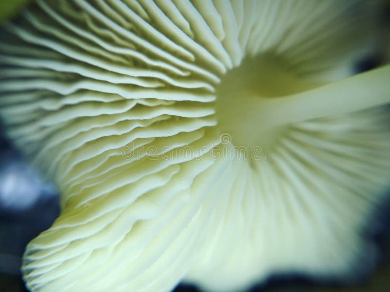 Mała grzybkowata roślina leśna natura makro zdjęcie fotografia royalty free