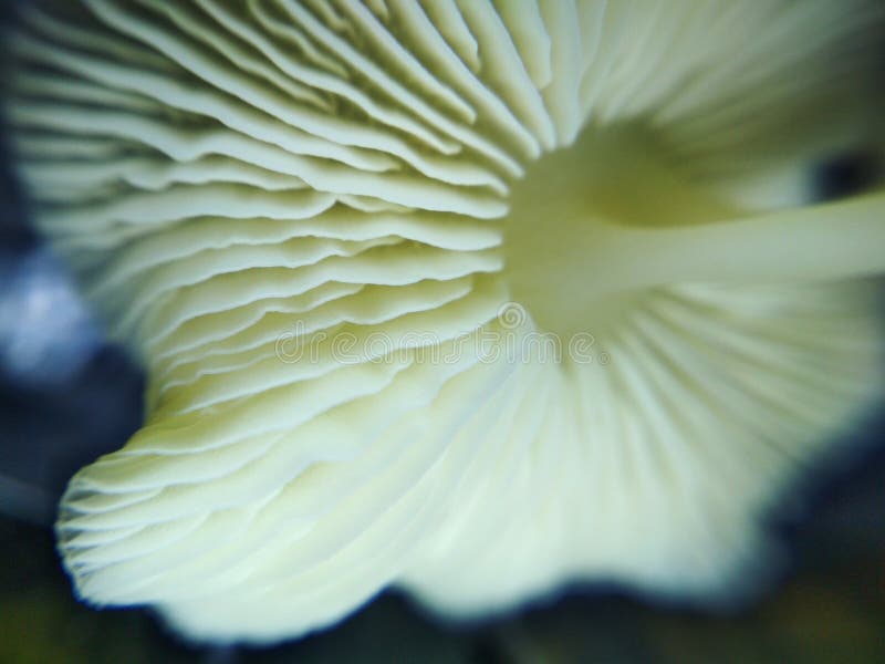 Mała grzybkowata roślina leśna natura makro zdjęcie zdjęcie stock