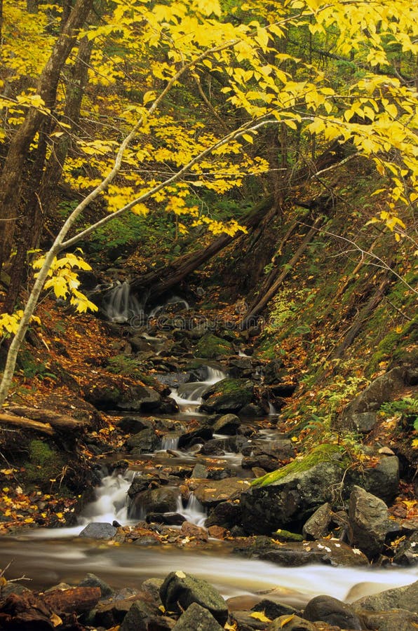 A small woodland stream creates a waterfall near a hiking trail on The Cabot Trail, Cape Breton, Nova Scotia, Canada. A small woodland stream creates a waterfall near a hiking trail on The Cabot Trail, Cape Breton, Nova Scotia, Canada.