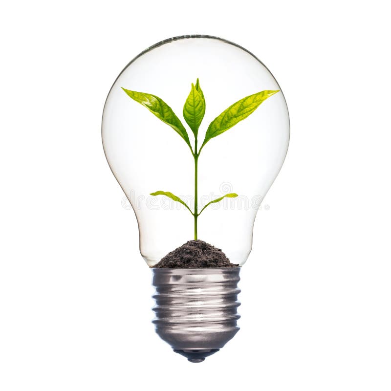 Mała roślina w lightbulb obraz royalty free Mała roślina w lightbulb obraz royalty free