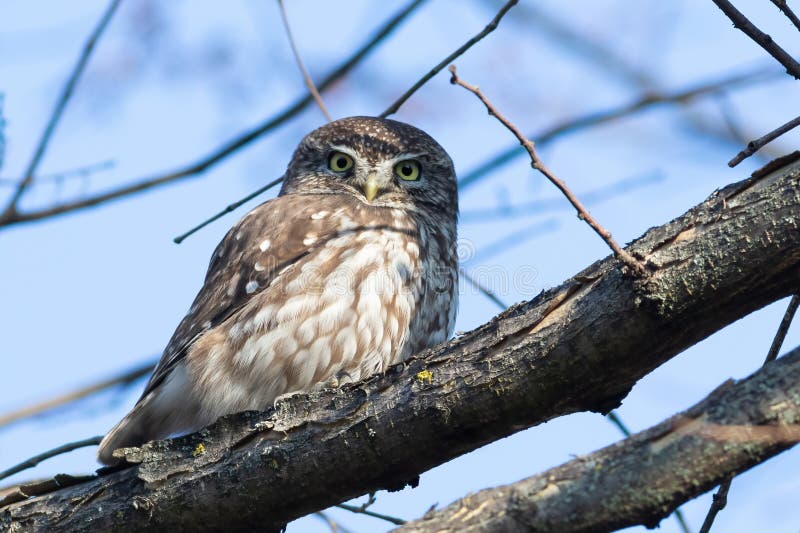 Little owl, Athene noctua. A bird sits on a tree branch near the nest. Little owl, Athene noctua. A bird sits on a tree branch near the nest.