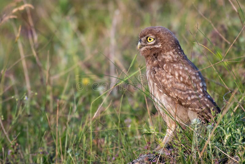 The Little Owl Athene noctua, standing in the grass. Portrait. The Little Owl Athene noctua, standing in the grass. Portrait.