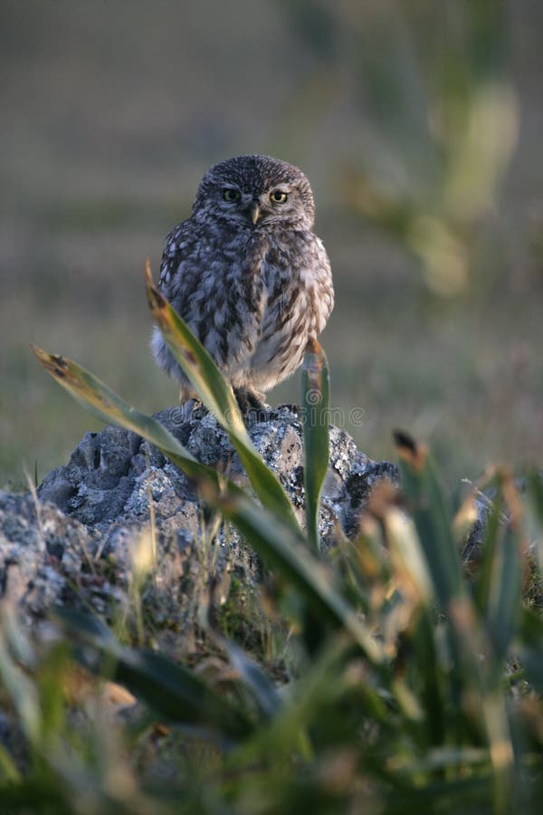 Little owl, Athene noctua, single bird on rock, Spain. Little owl, Athene noctua, single bird on rock, Spain