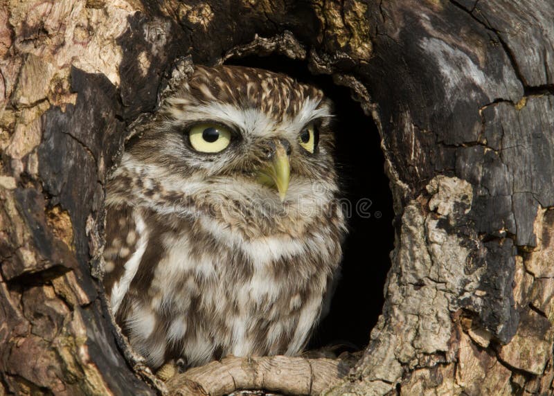 Little Owl (Athene noctua) in the hollow. Little Owl (Athene noctua) in the hollow