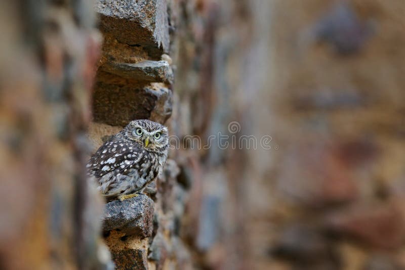 Little Owl, Athene noctua, bird in the nature old urban habitat, stone castle wall. Little Owl, Athene noctua, bird in the nature old urban habitat, stone castle wall