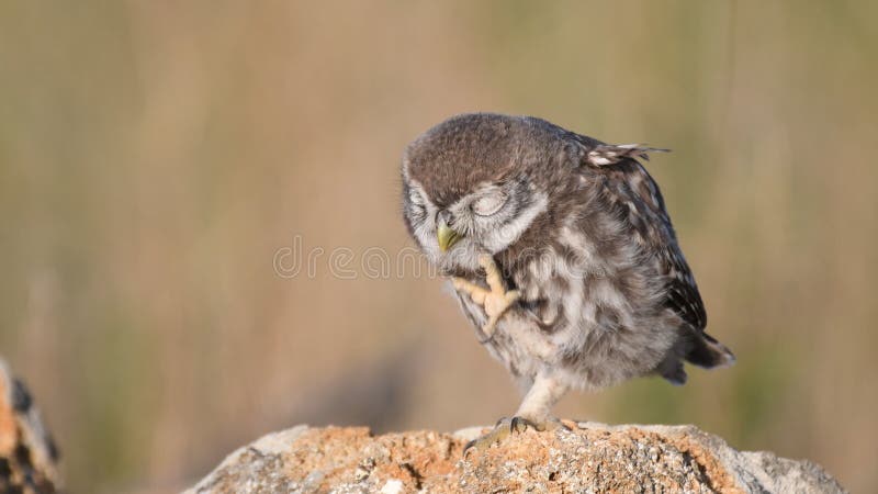 Little owl Athene noctua stands on a stone with her paw raise. Little owl Athene noctua stands on a stone with her paw raise.