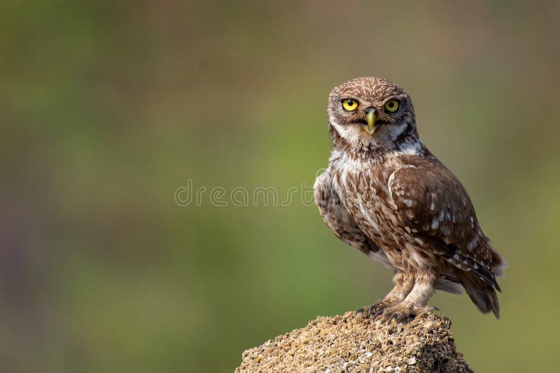 Little owl Athene noctua stands on a stone on a green background. Little owl Athene noctua stands on a stone on a green background.