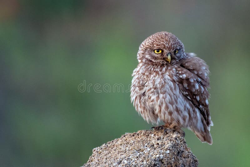 Little owl Athene noctua stands on a stone on a green background. Little owl Athene noctua stands on a stone on a green background.