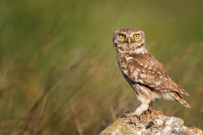 The Little Owl Athene noctua, stands on a rock. Portrait in a beautiful light. The Little Owl Athene noctua, stands on a rock. Portrait in a beautiful light.