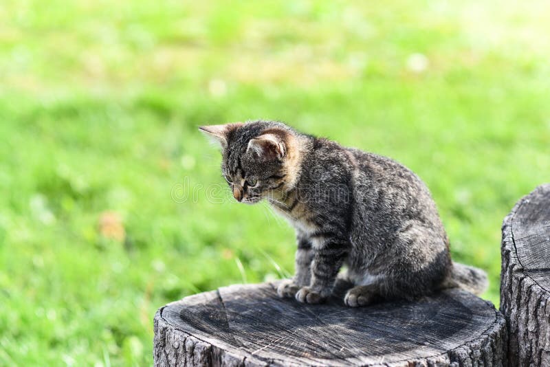 Mała tabby figlarka siedzi na dębowym konopie po środku jarda, ciekawy i skupia się zdjęcie royalty free Mała tabby figlarka siedzi na dębowym konopie po środku jarda, ciekawy i skupia się zdjęcie royalty free